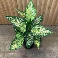 Green Aglaonema Flower Seeds for Planting – Heirloom Non-GMO, High Germination, Cottage Garden Essential