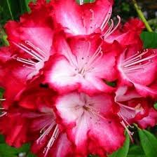Heirloom Rhododendron Flower Seeds for Planting – Cottage Garden Essential, Non-GMO, High Germination Organic Garden Seeds