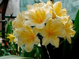 Light Yellow Natal Lily Flower Seeds for Planting | Heirloom Non-GMO Organic Garden Seeds