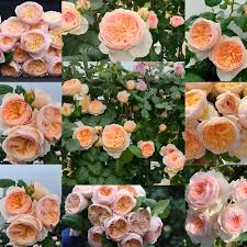 Pink Cream Rose Flower Seeds for Planting – Heirloom, Non-GMO, Long Bloom Season, High Germination