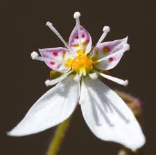Saxifraga Stellaris Flower Seeds for Planting | Heirloom Non-GMO High Germination Organic Garden Seeds