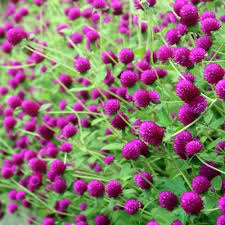Globosa Flower Seeds for Planting | Vibrant Colors | Heirloom Non-GMO High Germination Seeds