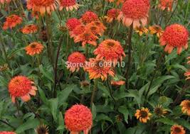 Echinacea Secret Lust Flower Seeds for Planting – Colorful Display, Heirloom, Non-GMO, High Germination