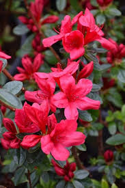 Rhododendron Flower Seeds for Planting – Heirloom, Non-GMO, Organic Garden Seeds