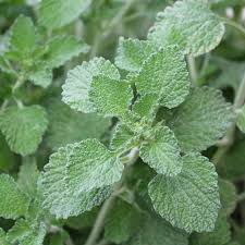 Herb Seeds,Garden seeds, Seeds For Planting,Plant Seeds