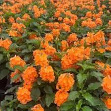 Orange Marmalade Flower Seeds for Planting – Heirloom, Non-GMO, High Germination Organic Garden Seeds