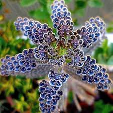 Daigremontiana Flower Seeds for Planting – Heirloom, Non-GMO, High Germination Organic Garden Seeds