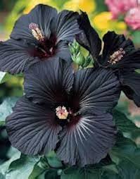 Black Hibiscus Flower Seeds for Planting – Heirloom, Non-GMO, Shade-Tolerant Organic Garden Seeds