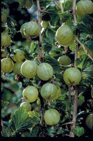 Fruit Seeds,Garden seeds, Seeds For Planting,Plant Seeds