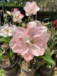 Pink Hippeastrum Flower Seeds for Planting – Heirloom, Non-GMO, Compact Growth Organic Garden Seeds