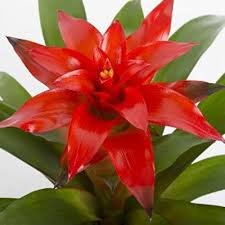 Red Bromeliad Flower Seeds for Planting – Heirloom, Non-GMO, High Germination Organic Garden Seeds