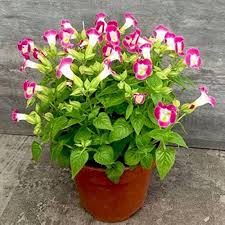 Mixed Wishbone Flower Seeds for Planting – Cottage Garden Essential Heirloom, Non-GMO, High Germination Organic Garden Seeds