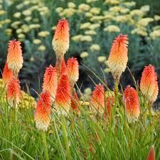 Kniphofia Flower Seeds for Planting – Heirloom, Non-GMO, High Germination Organic Garden Seeds