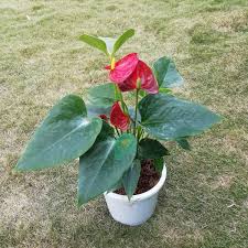 Anthurium Flower Seeds for Planting – Hardy Variety, Heirloom, Non-GMO, High Germination Organic Garden Seeds