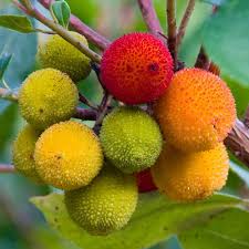 Fruit Seeds,Garden seeds, Seeds For Planting,Plant Seeds