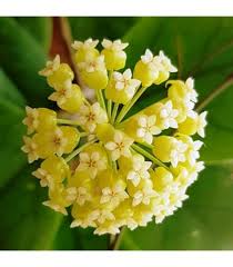 Green Carnosa Flower Seeds for Planting – Low Maintenance, Heirloom, Non-GMO, High Germination Organic Garden Seeds