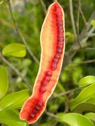 Fruit Seeds,Garden seeds, Seeds For Planting,Plant Seeds