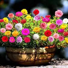 Carpet Moss Rose Flower Seeds for Planting – Colorful Display, Heirloom, Non-GMO, High Germination