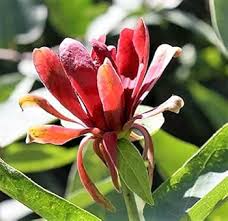 Red Carolina Allspice Flower Seeds for Planting | Heirloom Non-GMO High Germination