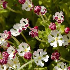 White Pink Zaluzianskya Flower Seeds for Planting – Heirloom, Non-GMO, High Germination Organic Garden Seeds