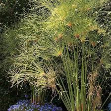 Heirloom Papyrus Flower Seeds for Planting | Non-GMO, High Germination, Organic Garden Seeds