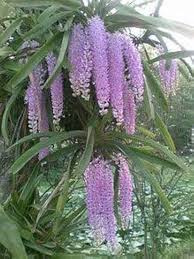 Rhynchostylis Retusa Alba Flower Seeds for Planting – Premium Quality, Heirloom, Non-GMO, High Germination