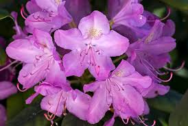 Light Purple Rhododendron Azalea Seeds for Planting – Heirloom Non-GMO Garden Seeds