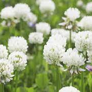 Flower Seeds, Seeds,Seeds For Planting,Plant Seeds