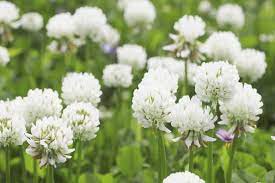 Flower Seeds, Seeds,Seeds For Planting,Plant Seeds
