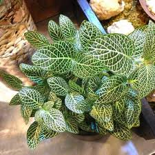 Fittonia Albivenis White Nerve Flower Seeds for Planting | Heirloom Non-GMO Organic Garden Seeds