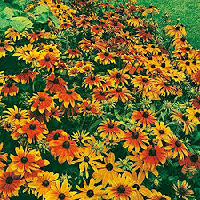 Mixed Rudbeckia Flower Seeds for Planting – Heirloom, Non-GMO, High Germination Organic Garden Seeds