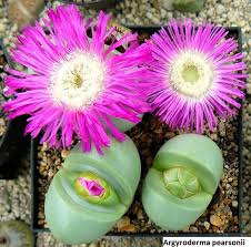 Flower Seeds, Seeds,Seeds For Planting,Plant Seeds