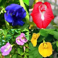 Coral Pea Flower Seeds for Planting – Shade Tolerant, Heirloom, GMO Free Organic Garden Seeds