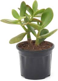 Crassula Flower Seeds for Planting – Heirloom, Non-GMO, High Germination Organic Garden Seeds