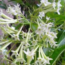 Cestrum Flower Seeds for Planting – Garden Favorite, Heirloom, Non-GMO, High Germination, Organic Garden Seeds