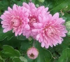 Light Pink Green Chrysanthemum Flower Seeds for Planting – Heirloom, Non-GMO, Wildflower Mix Organic Seeds