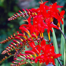 Crocosmia Montbretia Flower Seeds for Planting – Heirloom, Non-GMO, Vibrant Colors Organic Garden Seeds