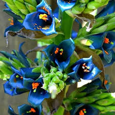Blue Puya Alpestris Flower Seeds for Planting – Heirloom Non-GMO High Germination Organic Garden Seeds