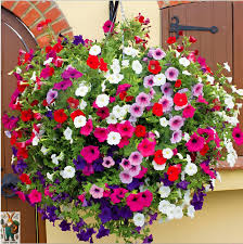 Heirloom Surfinia Flower Seeds for Planting – Sun Loving, Non-GMO, High Germination Organic Garden Seeds