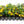 Yellow Oxalis Laciniata Flower Seeds – Hardy Variety, Heirloom, Non-GMO & High Germination Organic Garden Seeds