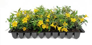 Yellow Oxalis Laciniata Flower Seeds – Hardy Variety, Heirloom, Non-GMO & High Germination Organic Garden Seeds