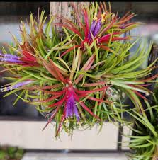 Tillandsia Flower Seeds for Planting – Heirloom, Non-GMO, High Germination Organic Garden Seeds