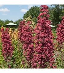 Heirloom Quinoa Flower Seeds – Non-GMO, High Germination Organic Garden Seeds