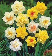 Daffodil Flower Seeds for Planting – Heirloom, Non-GMO, High Germination Organic Garden Seeds