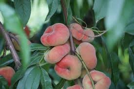 Fruit Seeds,Garden seeds, Seeds For Planting,Plant Seeds