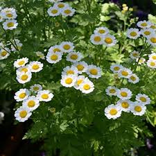 Feverfew Flower Seeds for Planting – Heirloom, Non-GMO, High Germination Organic Garden Seeds