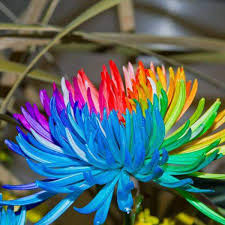 Rainbow Chrysanthemum Seeds for Planting – Pollinator Friendly, Heirloom, Non-GMO Garden Seeds