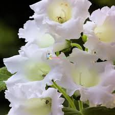 White Gloxinia Seeds – Heirloom, Non-GMO, Cottage Garden Essential