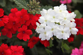 Verbana Flower Seeds for Planting – Heirloom, Non-GMO Perfect for Borders, High Germination Seeds