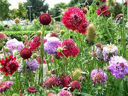 Pincushion Flower Seeds for Planting – Cottage Garden Essential, Heirloom, Non-GMO, Organic Garden Seeds